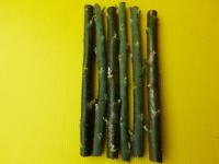 南非葉(扦插枝條)一份13支..100元 現剪.好種易活.巴西國寶.