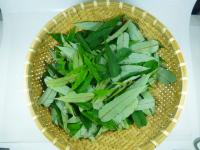 刺蔥.刺蔥葉.(未除刺).自行調理機打成泥使用.冷凍密封袋保鮮.創意料理美食
