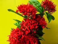 大王仙丹花.插枝條..15-20CM 花大15公分,是最大的品種 豔紅花期四季.每支10元..10枝