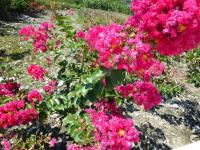 紫薇花桃紅.紅.-長約12公分.扦插枝條..10支100元