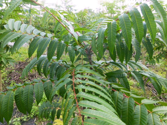 马告.红刺葱.香兰.老欉鹤冈文旦.瑞穗友善农园.