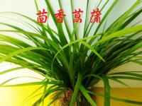 菖蒲.鮮採茴香菖蒲 .600g..360 無農藥.創意料理.大陸新興香料..泰國料理. [瑞穗友善農園]