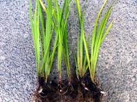 茴香菖蒲 推廣中心 香菖蒲.大陸珍貴香料..裸根苗 100株 好種易活.有錢途的香料..室內辟邪盆栽 [瑞穗友善農園]